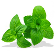 Menta